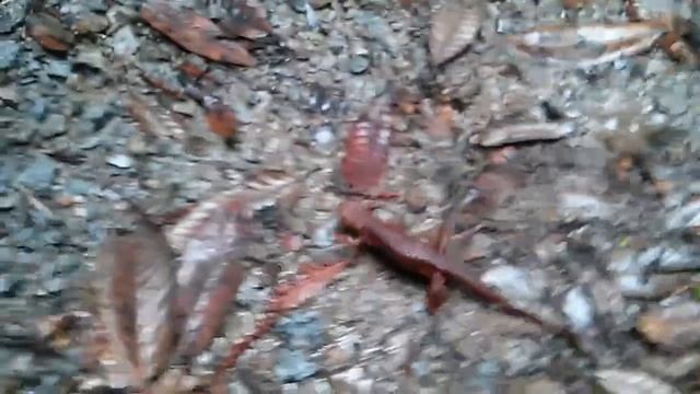 Salamander in the Santa Cruz mountains (pre-edit) смотреть онлайн