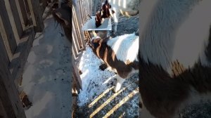 Телячий детский сад в полном составе