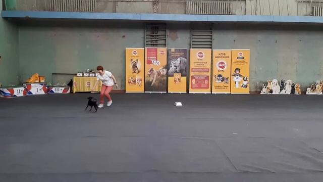 02,03,2019 Кони Начальная школа смотреть онлайн