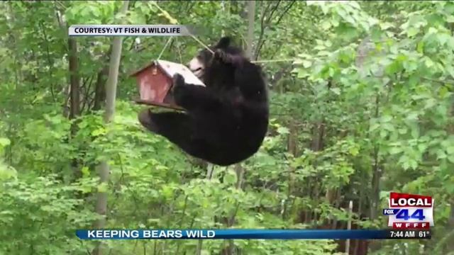 Human-bear conflicts in Vermont смотреть онлайн