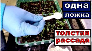 Рассада превратиться  из хилой в жирную и коренастую. Всего 3 гр на литр