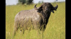 Звук домашнего буйвола.Звук, где буйвол фыркнул