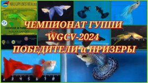 ИТОГИ WGCV-2024, ВСЕМИРНОГО ВИРТУАЛЬНОГО КОНКУРСА ГУППИ – 2024 / ПОБЕДИТЕЛИ, ПРИЗЕРЫ и УЧАСТНИКИ ШОУ