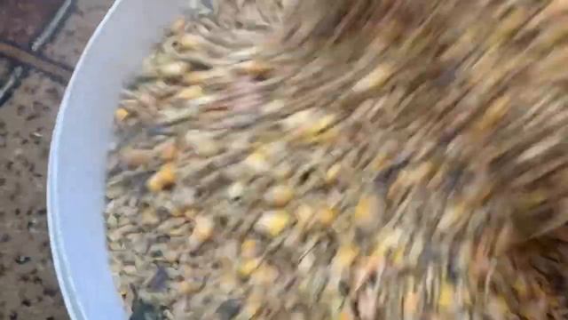 Дробим зерно для кур_ что есть то дробим😊9 день инкубации под квочкой и в инкубаторе_16 марта 2025г смотреть онлайн