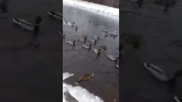 Добрый кабардинец кормит московских утят )))) смотреть всем до конца ))))!!!! смотреть онлайн