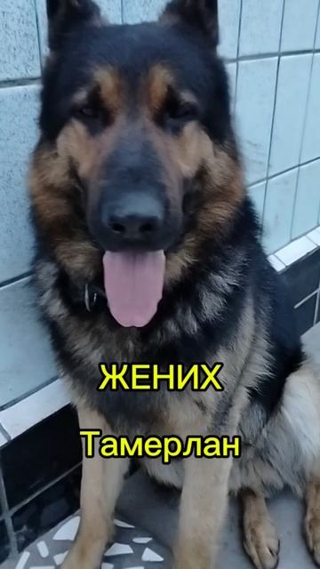 Хочу тебя любица. смотреть онлайн