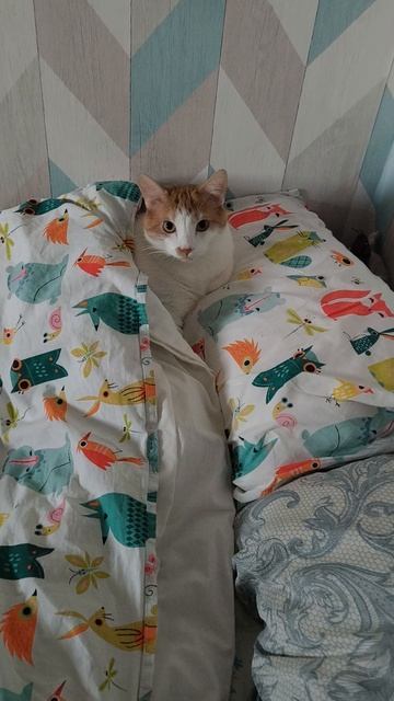 Кот Пуша желает всем добрых снов .