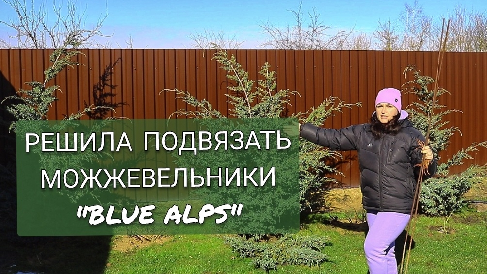 ПОДВЯЗЫВАЮ МОЖЖЕВЕЛЬНИКИ "БЛЮ АЛЬПС". 18.03.2025г. смотреть онлайн