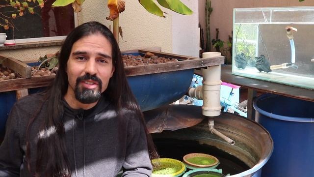 Wolffia: a "irmãzinha" da lemna. Outra aliada dos peixes! смотреть онлайн