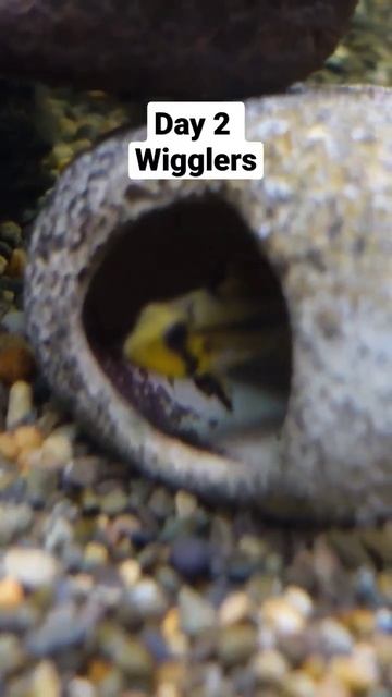 Apistogramma wigglers/ Day 2 смотреть онлайн