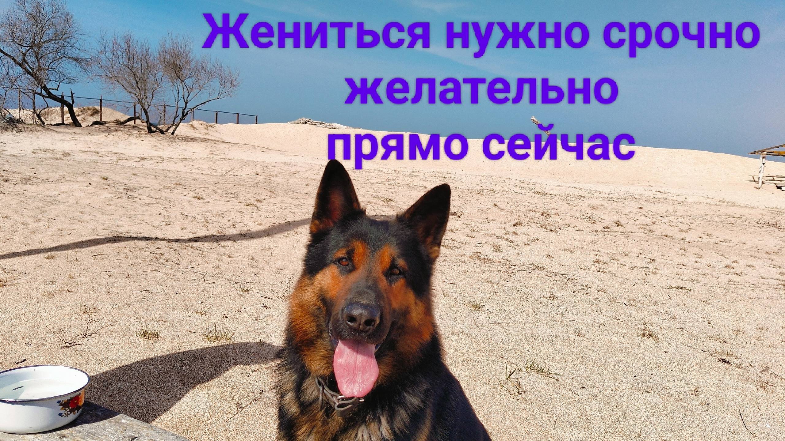 Хочу жениться.Сногсшибательные ветра.Железный поцелуй. смотреть онлайн