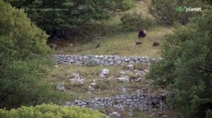Италия. По местам дикой природы 2 серия «Лес бурых медведей» (документальный сериал, 2023)
