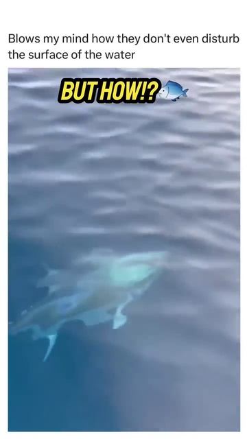 Tuna Swimming | Tuna Fishing #shorts #tuna #ocean #fishing