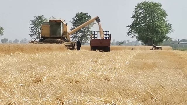 wheat harvest 2021/ wheat harvester смотреть онлайн