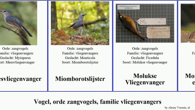 Vogel, orde zangvogels, familie vliegenvangers zwarte roodborsttapuit rotslijster blauwe paapje смотреть онлайн