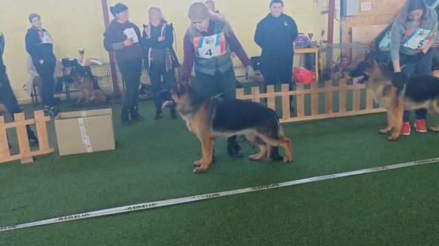 ЩЕНКИ КОБЕЛИ 1 / КЧК БРОННИЦЫ 16 марта`25 P.Firic Моно немецких овчарок