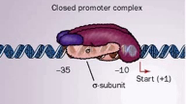DNA transcription promoter - Biochmeistry animations смотреть онлайн