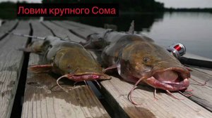 Когда и на что ловить СОМА в сезон 2025.