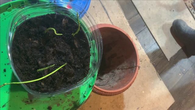 Пруд в гараже.Рыбы все вместе.Лотосы в грунте.Пока все норм. смотреть онлайн