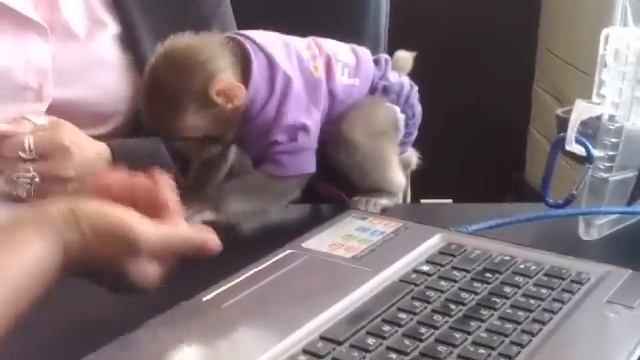 Darwin the Toronto Ikea Monkey at 3 Months Old смотреть онлайн