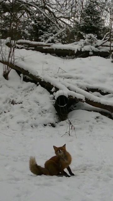 Самая необычная лисья нора!