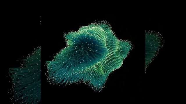 Geometrycurves смотреть онлайн
