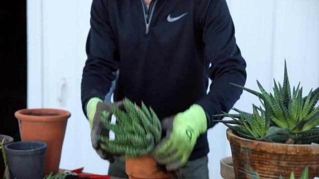 How to Split and Maintain Potted Plants смотреть онлайн