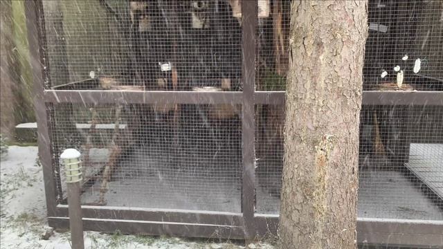Содержание черных белок в вольере.Перепелиные яйца. смотреть онлайн