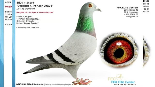 World Top performer Bloodlines of Racing Pigeons 2022 смотреть онлайн