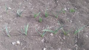 Чеснок молодой VID_20250317_124119