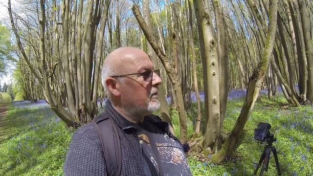 A Sea Of Blue Amongst The Lime Trees | Landscape Photography