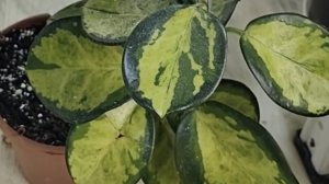 Мои хойи. Рассмотрим и пересадим вместе ☘️☘️