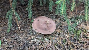 Рядовка чешуйчатая (Tricholoma imbricatum). Как выглядит гриб на месте произрастания.