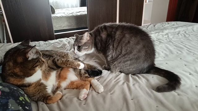 Кошкин дом