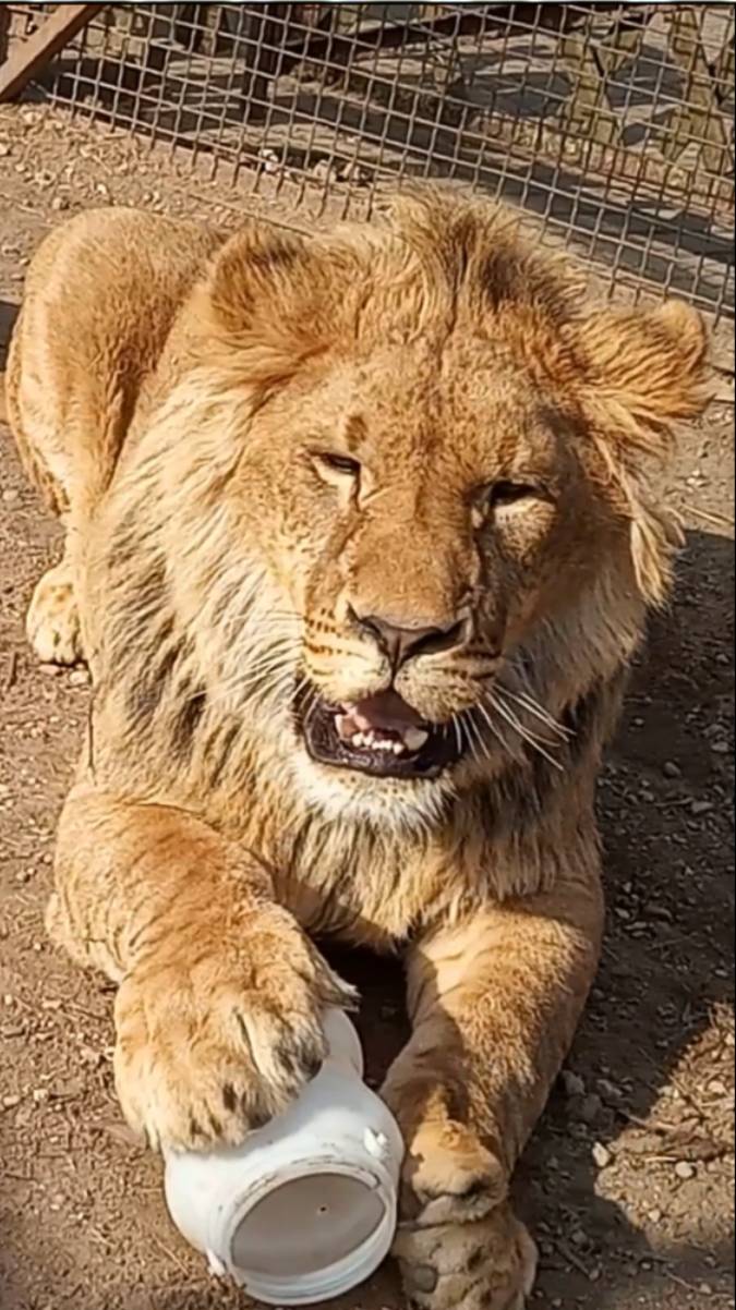 ШЕРХАН - особенный львёнок. Он самый, самый.. #шерхан_тайган #шерхан #лев #lion #юмор #shortvideo смотреть онлайн