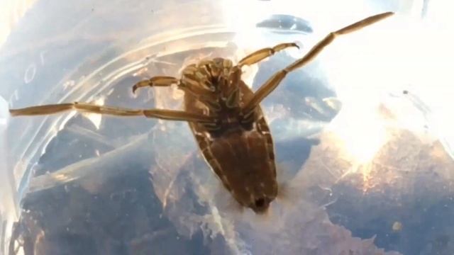 Notonecta Glauca (Backswimmer Ose Waterman Boatman)