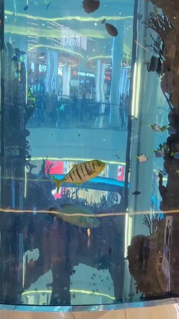 Москва, ТЦ Океания, магазин, рыбы, аквариум