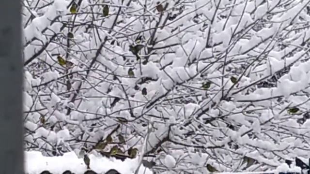 птицы, зима. смотреть онлайн