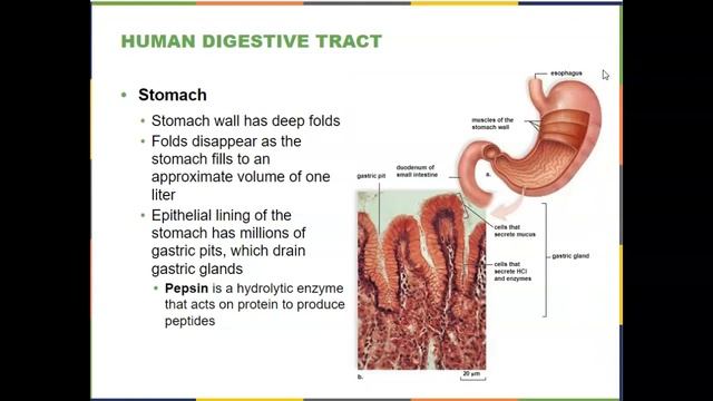 BIOL 1407 Animal Digestive Systems part1 convert video online com смотреть онлайн