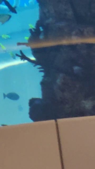 Москва, ТЦ Океания, магазин, аквариум, рыбы