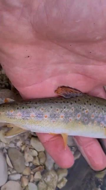 small brown trout catched with frenchie nymph #shorts #fishing #trout #viral #youtube #trending смотреть онлайн