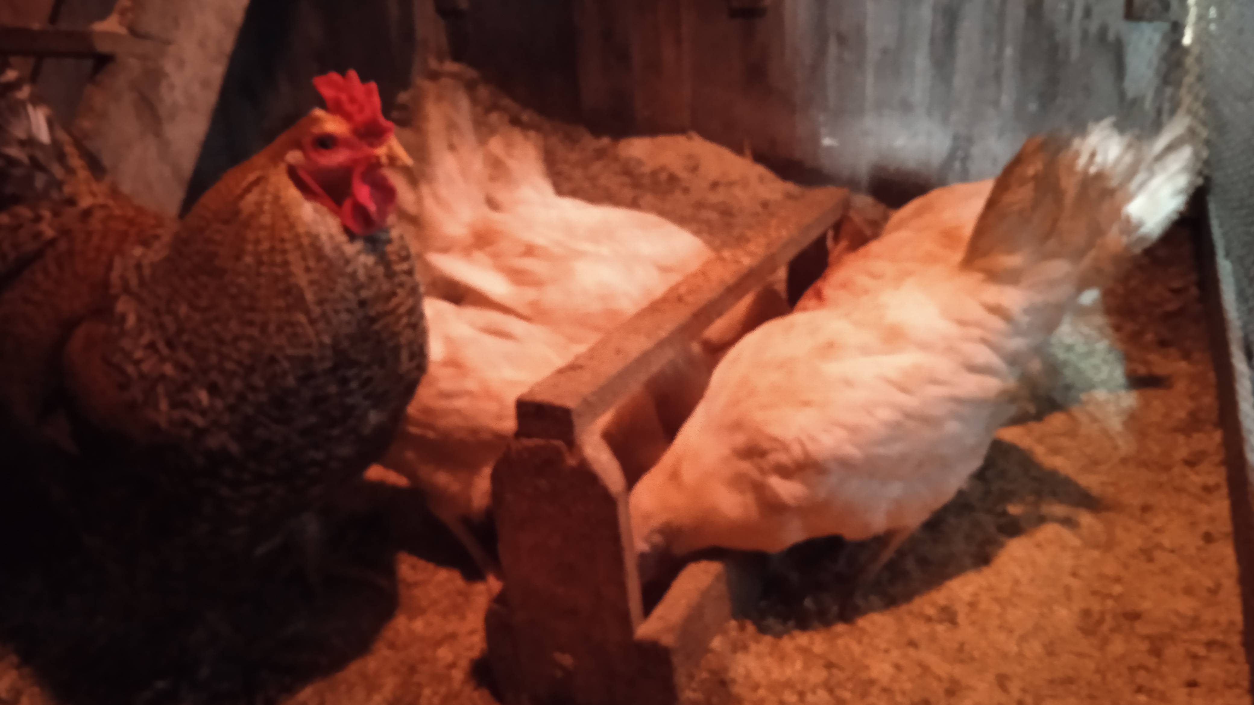 Куры-несушки. Не забывайте им давать песок смотреть онлайн