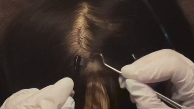 #11-24［ASMR］Scalp Check(by mannequin) / role play no talking / binaural смотреть онлайн