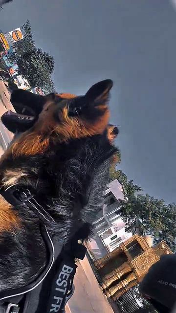 Bike ride with my german shepherd 👺 #shortsviral #shorts #trending#trend #trendingshorts #viralvide смотреть онлайн