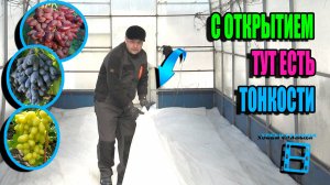 КАК И КОГДА ОТКРЫВАТЬ ВИНОГРАД (УБИРАТЬ ЗИМНЕЕ УКРЫТИЕ НА ВИНОГРАДНИКЕ)? СЕВЕРНЫЙ ВИНОГРАДНИК 25-11