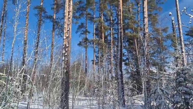 Весна в Санкт-Петербурге. Март засыпает всё снегом. Прогулка на лыжах по лесу в пригороде Сосново. смотреть онлайн