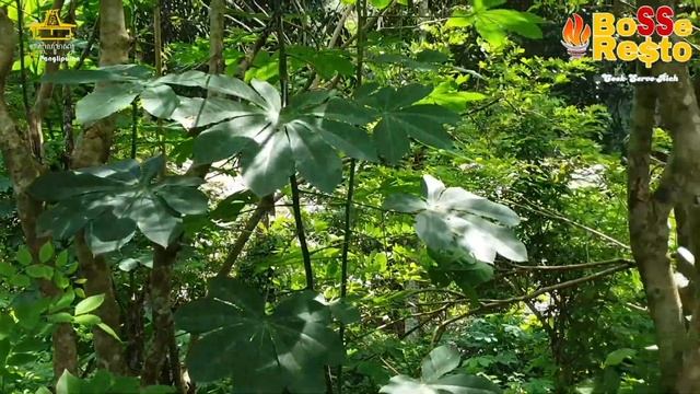 RESTORAN ADA CAMPING GROUNDNYA??!! CAMPING GROUND JOGLO PANGLIPURAN BOROBUDUR || @bosseresto смотреть онлайн