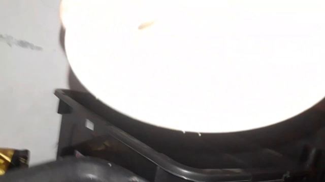 Madagascar Hissing Cockroach | update | new babies смотреть онлайн