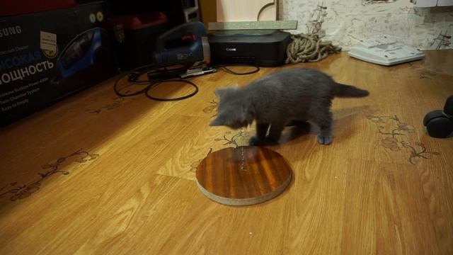 Игрушка для кота за 5 минут. смотреть онлайн