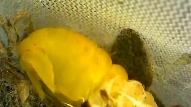 The Actias luna Moth Pupating смотреть онлайн